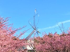 茅ヶ崎公園河津桜