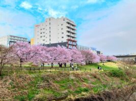 早渕川浸水公園桜