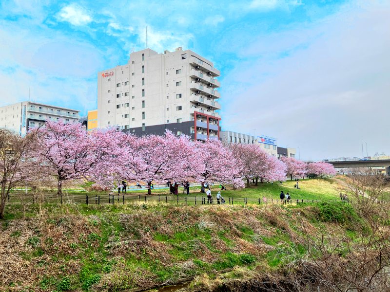 早渕川浸水公園桜