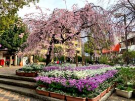 えだきん商店街しだれ桜