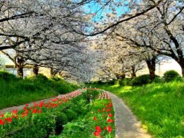 江川せせらぎ緑道桜